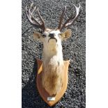 An early 20th century taxidermy Scottish 'Royal' Red Deer, (Cervus elaphus), dated 1936, a neck