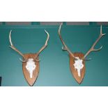 A group of six stag horn trophies, all mounted on shield-shaped plaques. Provenance: The selected