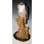 A SCOTTISH ART PAINTED RESIN FIGURE OF A PEREGRINE FALCON BY WILDTRACK, ON WOODEN PLINTH, 45CM