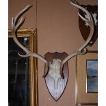 THREE ASSORTED STAG HORN TROPHIES