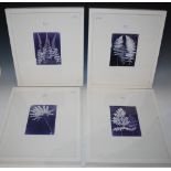 *FOUR FRAMED DECORATIVE PRINTS OF CYANOTYPES OF FERNS