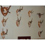 A COLLECTION OF NINE GERMAN ROE DEER STAG ANTLER TROPHIES, MAINLY 1965-1975, SOME WITH LOCATION
