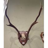 A 20TH CENTURY RED DEER ANTLER TROPHY, MOUNTED ON A WOODEN SHIELD