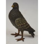 AN EARLY 20TH CENTURY COLD PAINTED BRONZE MODEL OF A PIGEON