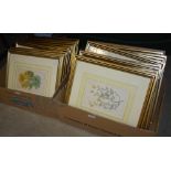 BOX - A SET OF EIGHTEEN HAND COLOURED ORIGINAL 19TH CENTURY BOTANICAL ETCHINGS WITH LABELS VERSO '