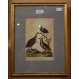 A LATE 18TH / EARLY 19TH CENTURY HAND-COLOURED PLATE ENGRAVING OF QUAIL, MOUNTED, FRAMED AND UNDER