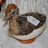 TAXIDERMY INTEREST - AN OSTRICH EGG AND CHICK