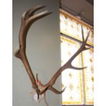 A STAGS HORN TROPHY