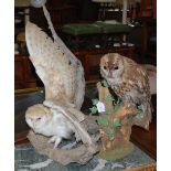 TWO TAXIDERMY STUDIES, ONE A BARN OWL, THE OTHER A TAWNY OWL