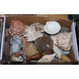 BOX OF ASSORTED SHELLS, STONE SPECIMENS, AGATE, MORTAR AND PESTLE