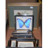 BOX - ASSORTED DECORATIVE PRINTS, BUTTERFLY PICTURE, TWO BIRD FEATHER PICTURES