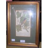 TWO FRAMED PRINTS, "THE BALTIMORE BIRD", AND "THE LARGE LARK", TOGETHER WITH A 19TH CENTURY