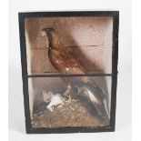 A late 19th/ early 20th century taxidermy Golden Eagle (Aquila chrysaetos), modelled standing on a