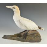 A taxidermy Gannet (Morus Bassanus), with inlaid glass eyes, modelled standing on a faux rocky