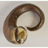 An early 19th century ram's horn curved table snuff mull, with brass collar, hinged cover and vacant