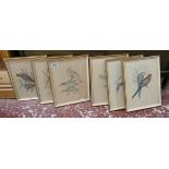 Set of 6 bird prints