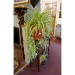 Large spider plant on carved mahogany plant stand