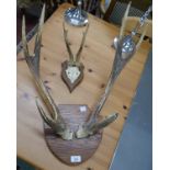 2 pairs of mounted antlers