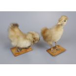 Pair of taxidermy ducklings