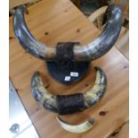 2 pairs of bovine horns