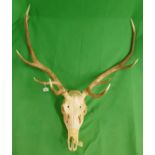 Mounted antlers