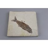 Fossilised fish