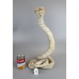 Taxidermy cobra snake Approx H:50cm