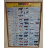 Framed Farmers Weekly guide to cattle and sheep