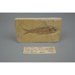 Fossilised fish