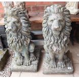 Pair of large stone lions - Approx height: 73cm