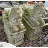 Pair of large and impressive stone lions on plinths with plaques - The Red Lion - Height 102cm