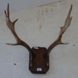 Pair of mounted antlers