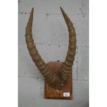 Mounted antlers