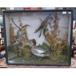 Taxidermy birds in case - Approx: W: 79cm D: 23cm H: 67cm