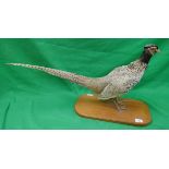 Taxidermy pheasant mounted on wooden stand