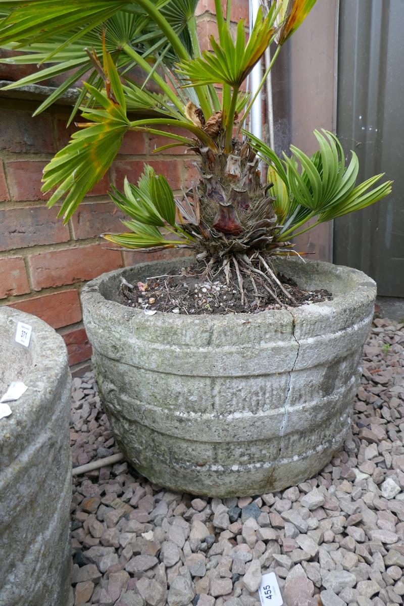 Pair of stone planters 1 with plant - Image 4 of 5