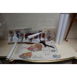 Collection of anatomical posters & heart demonstrator