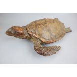 Antique taxidermy sea turtle