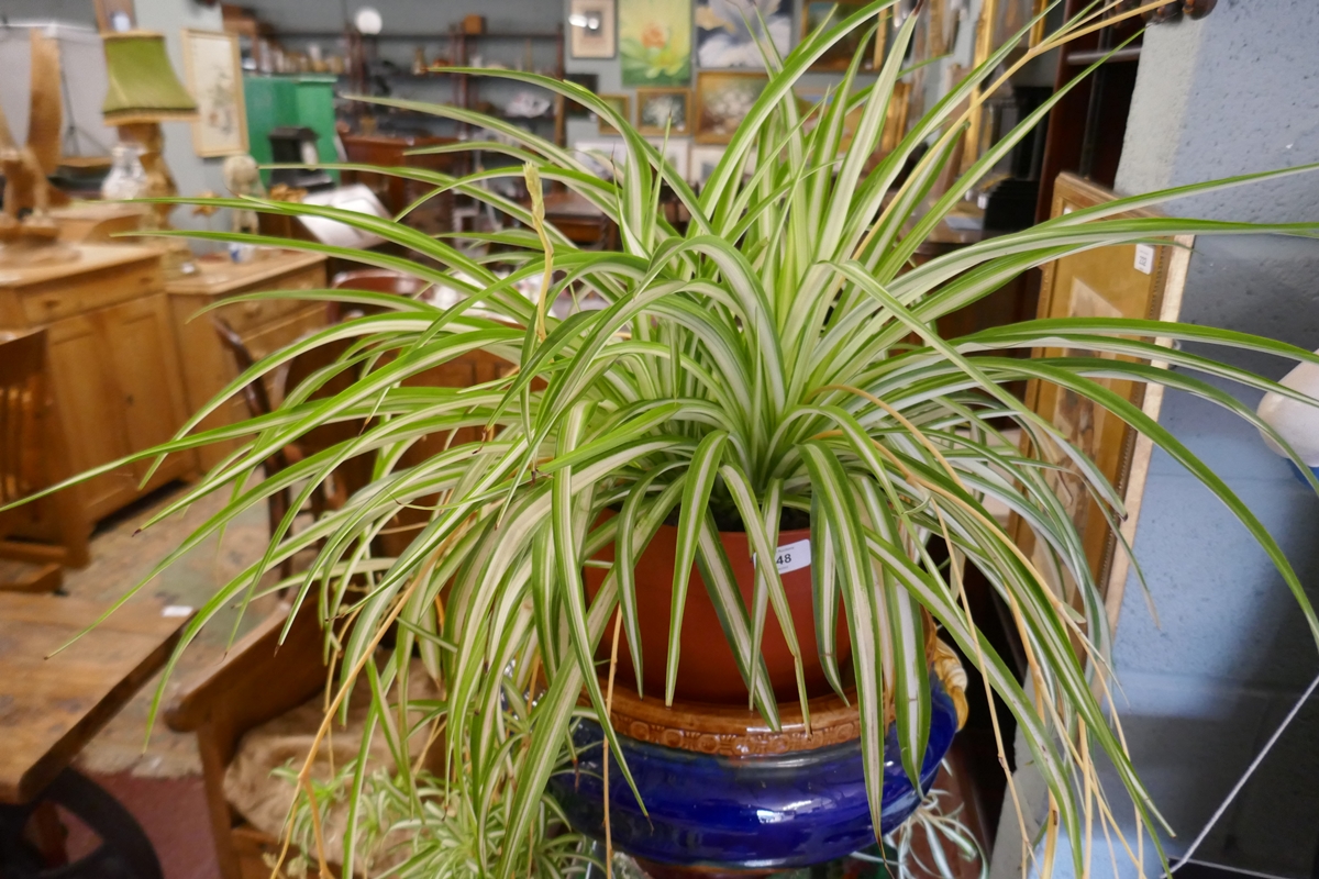 Large spider plant - Image 2 of 3