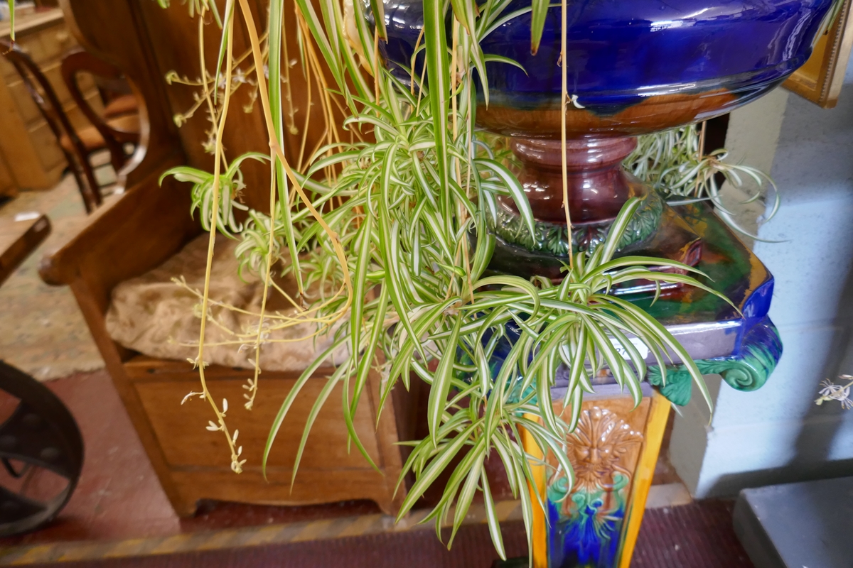 Large spider plant - Image 3 of 3