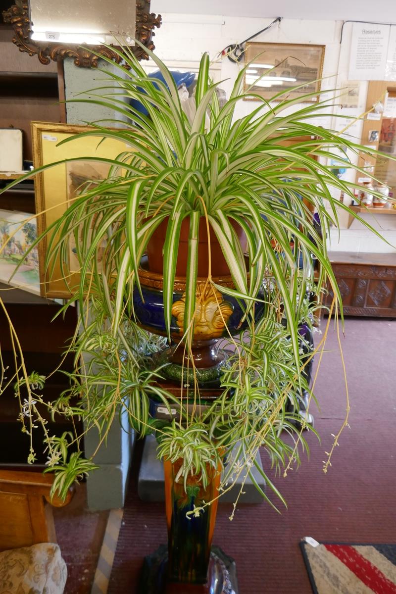 Large spider plant