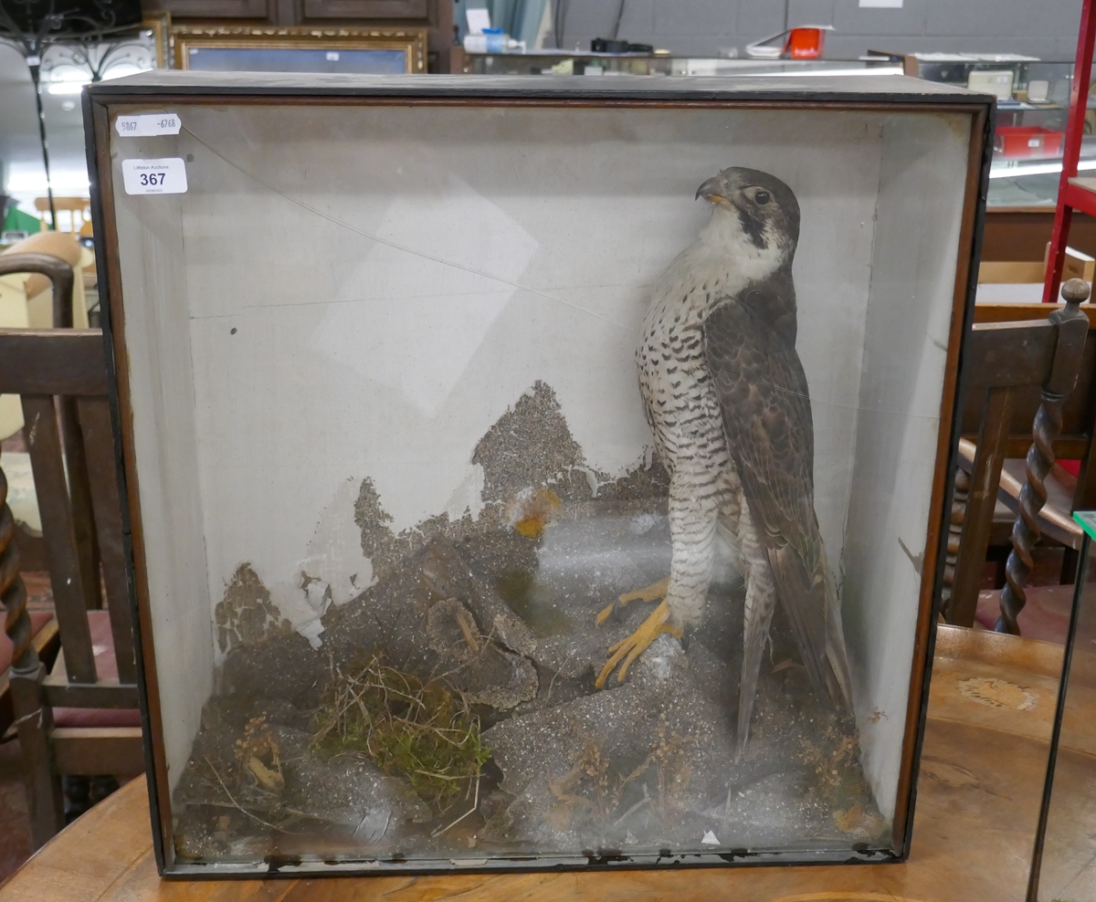 Peregrine falcon in Victorian case - Approx size: W: 56cm D: 22cm H: 56cm