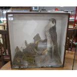 Peregrine falcon in Victorian case - Approx size: W: 56cm D: 22cm H: 56cm