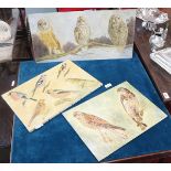 Paintings of birds