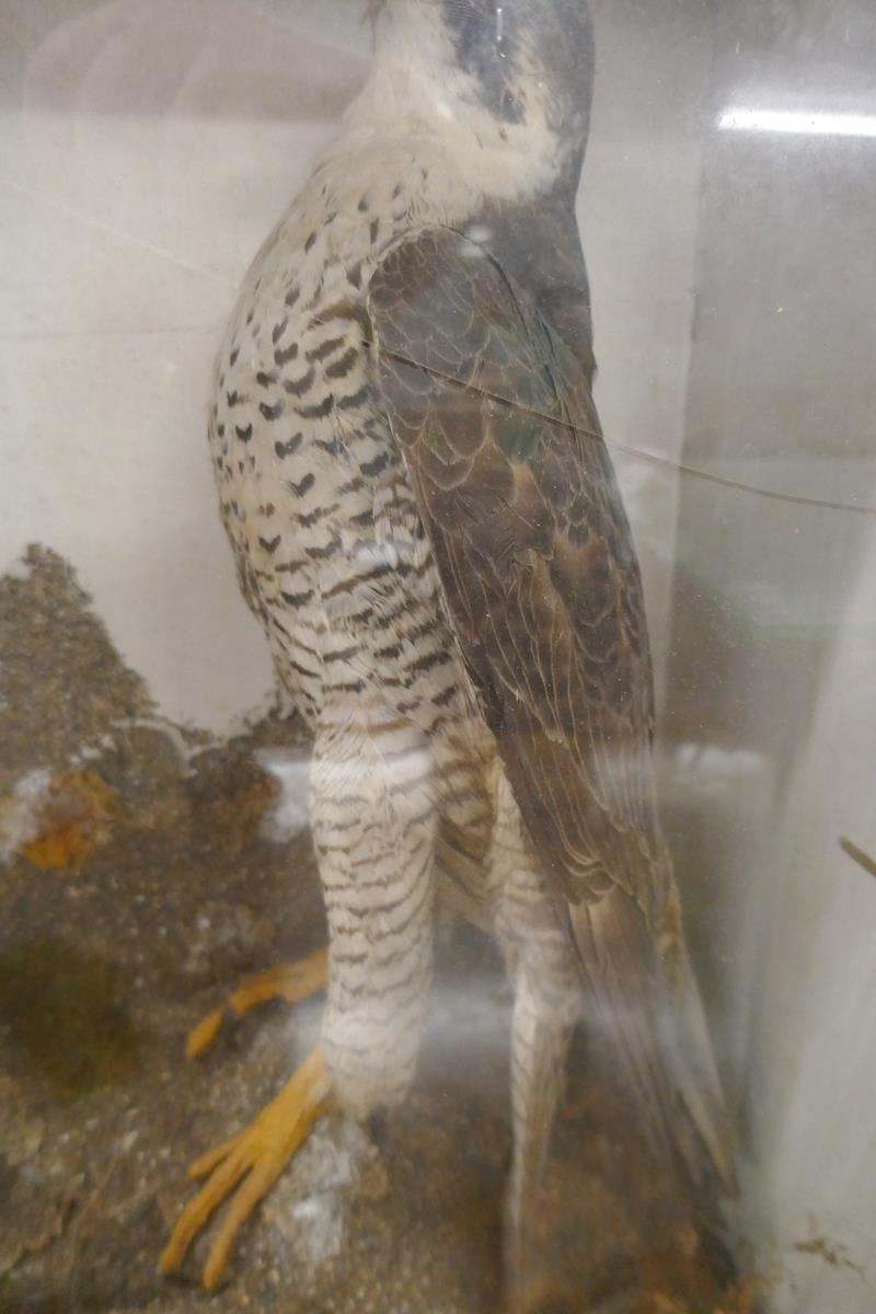 Peregrine falcon in Victorian case - Approx size: W: 56cm D: 22cm H: 56cm - Image 3 of 4