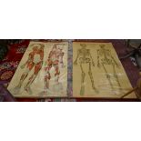 2 early anatomical posters