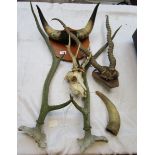 Collection of horns and skulls to include deer and cow