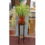 Spider plant on Edwardian stand