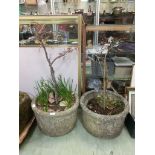 A pair of circular stoneware planters with an acer tree in each