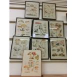 A collection of eight framed and glazed prints of fungi together with one unframed